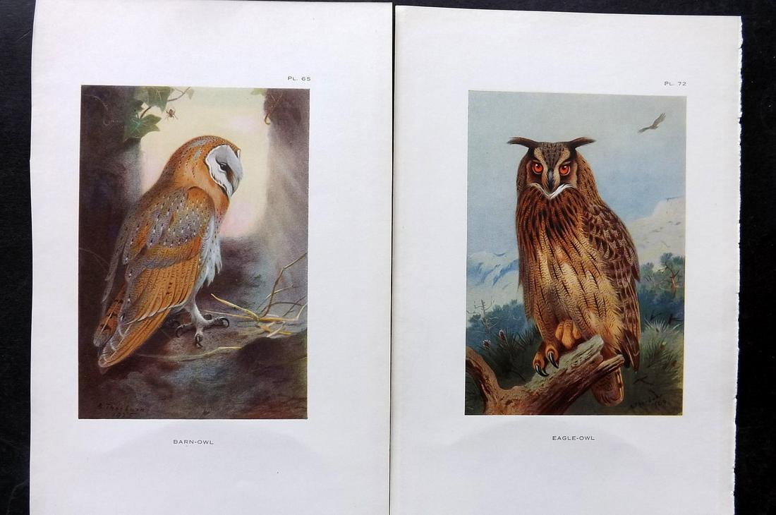 Thorburn, Archibald 1926 Pair of Bird Prints. Owls (1 of 2)