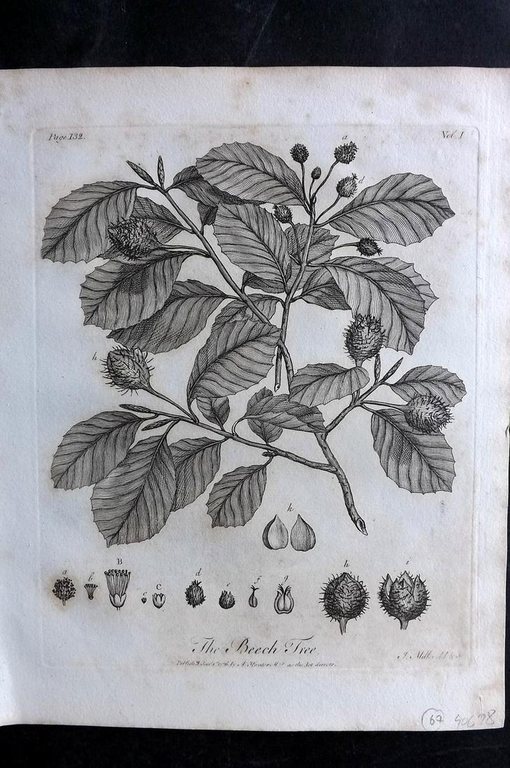 Evelyn, John 1812 Botanical Print. Beech Tree (1 of 2)