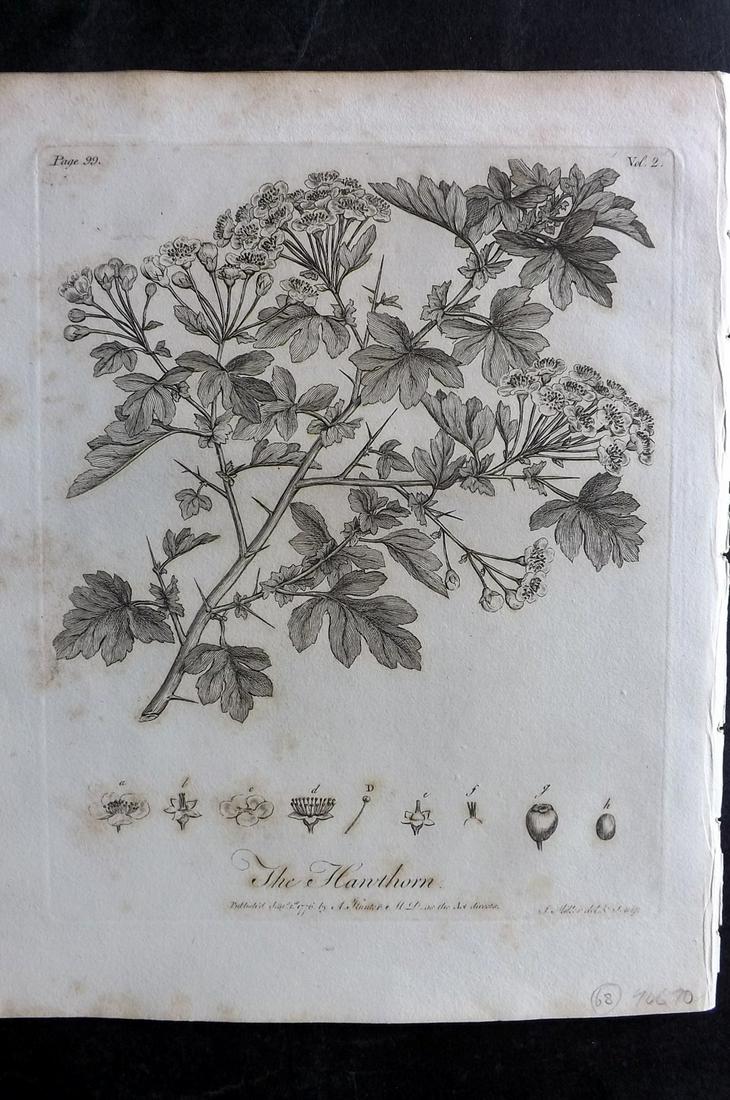 Evelyn, John 1812 Botanical Print. Hawthorn: Copper Plate Published 1812, London & York for "Silva: Or, A Discourse of Forest-Trees..." by John Evelyn. Drawn & Engraved by John Miller. Paper Size: 11.5 x 9 inch (29 x 23cm) Minor toning, otherwis