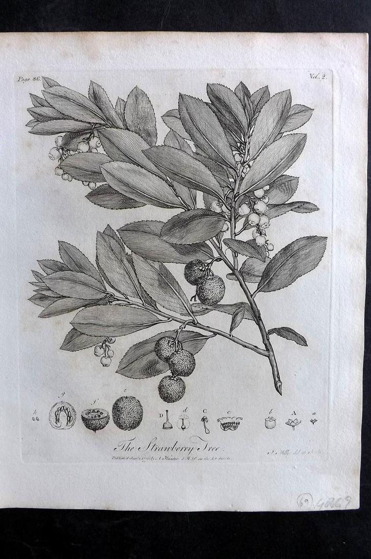 Evelyn, John 1812 Botanical Print. Strawberry Tree (1 of 2)
