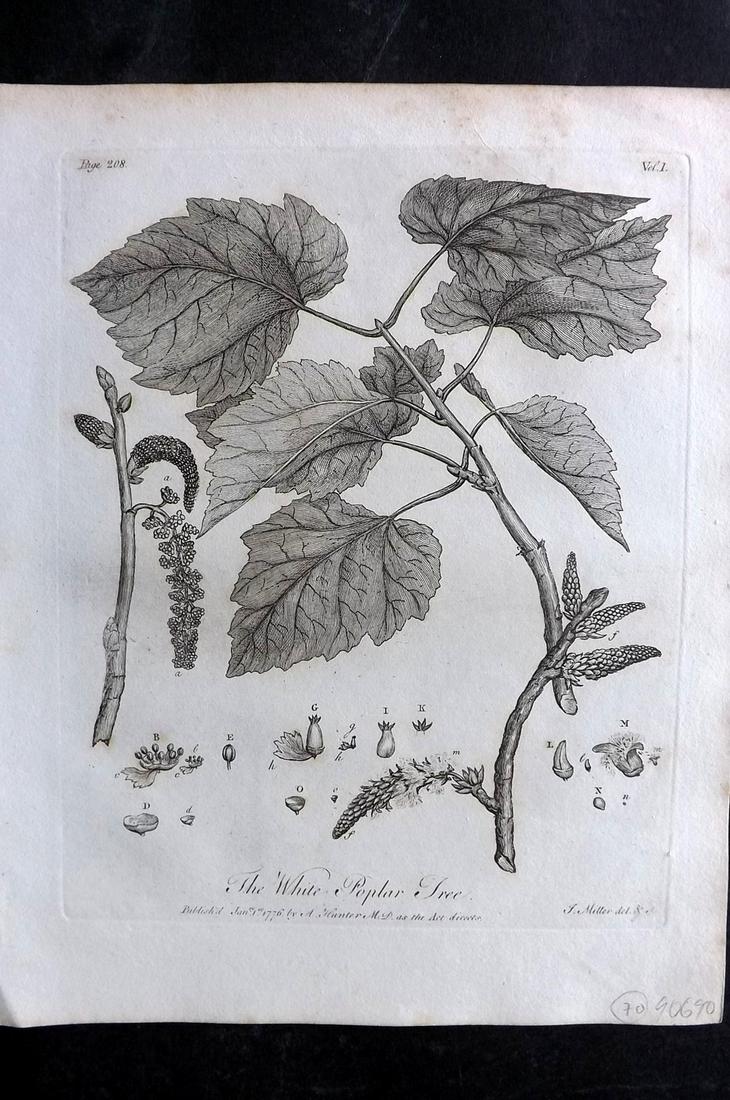 Evelyn, John 1812 Botanical Print. White Poplar Tree: Copper Plate Published 1812, London & York for "Silva: Or, A Discourse of Forest-Trees..." by John Evelyn. Drawn & Engraved by John Miller. Paper Size: 11.5 x 9 inch (29 x 23cm) Minor toning, otherwis