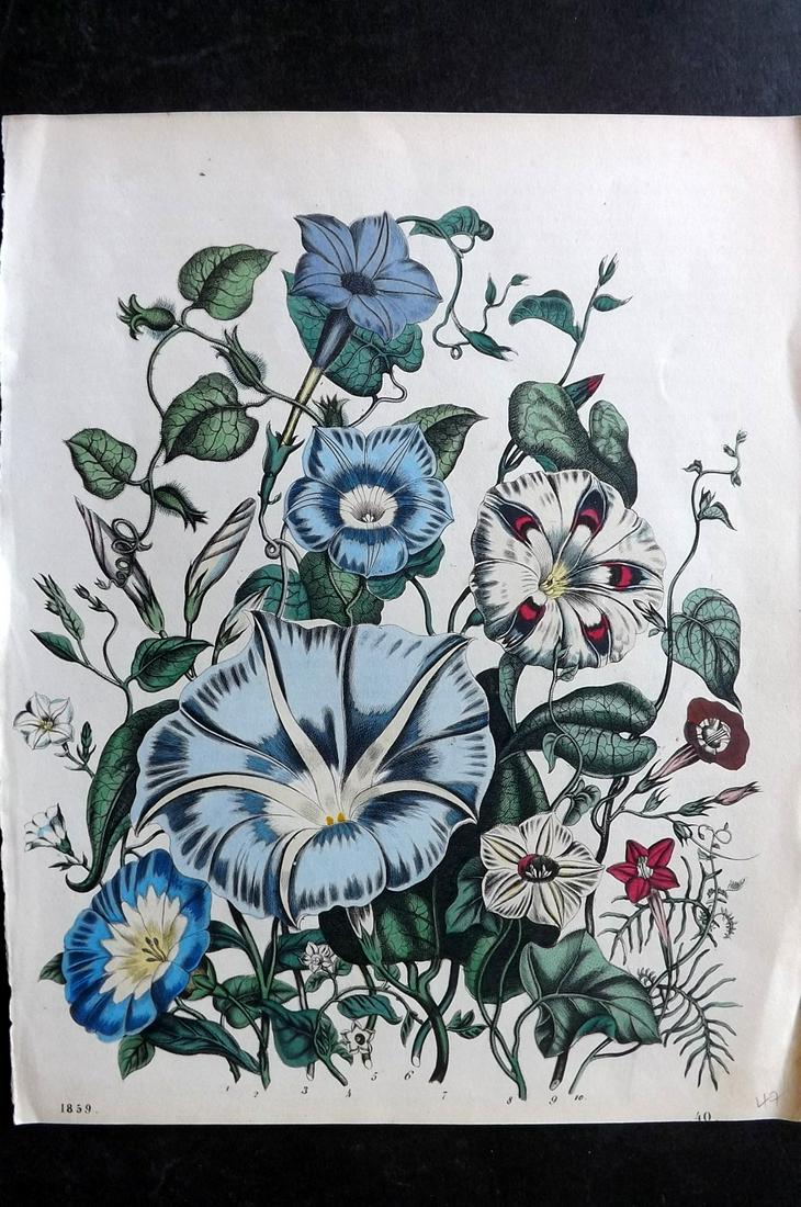 Hoffmann, Carl 1860 Hand Col Botanical Print 19 (1 of 2)
