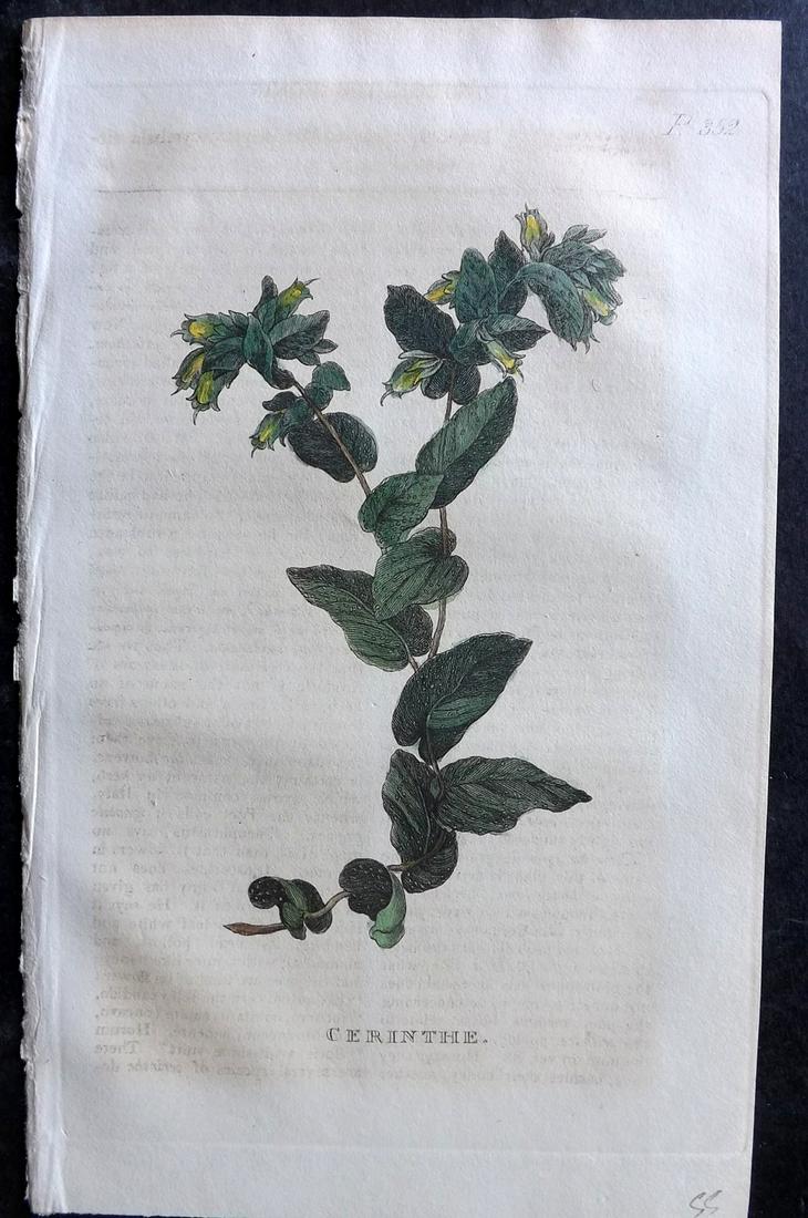 Martyn, John 1819 Hand Col Botanical Print. Cerinthe (1 of 2)