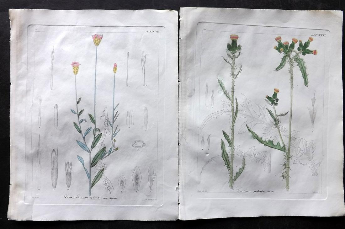 Reichenbach, L & H 1854 Pair of Hand Col Botanical Prints (1 of 2)