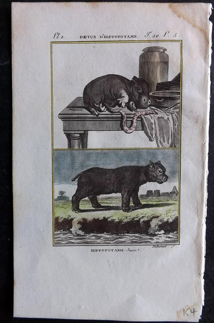 Buffon & Sonnini C1800 Hand Col Print. Hippo - Young: Hand Colored Copper Plate Published 1799-1808, Paris for "Histoire naturelle générale et particulière" by the Comte de Buffon and Charles Nicolas Sigisbert Sonnini. Paper Size: 7.5 x 5 inch (19 x 1