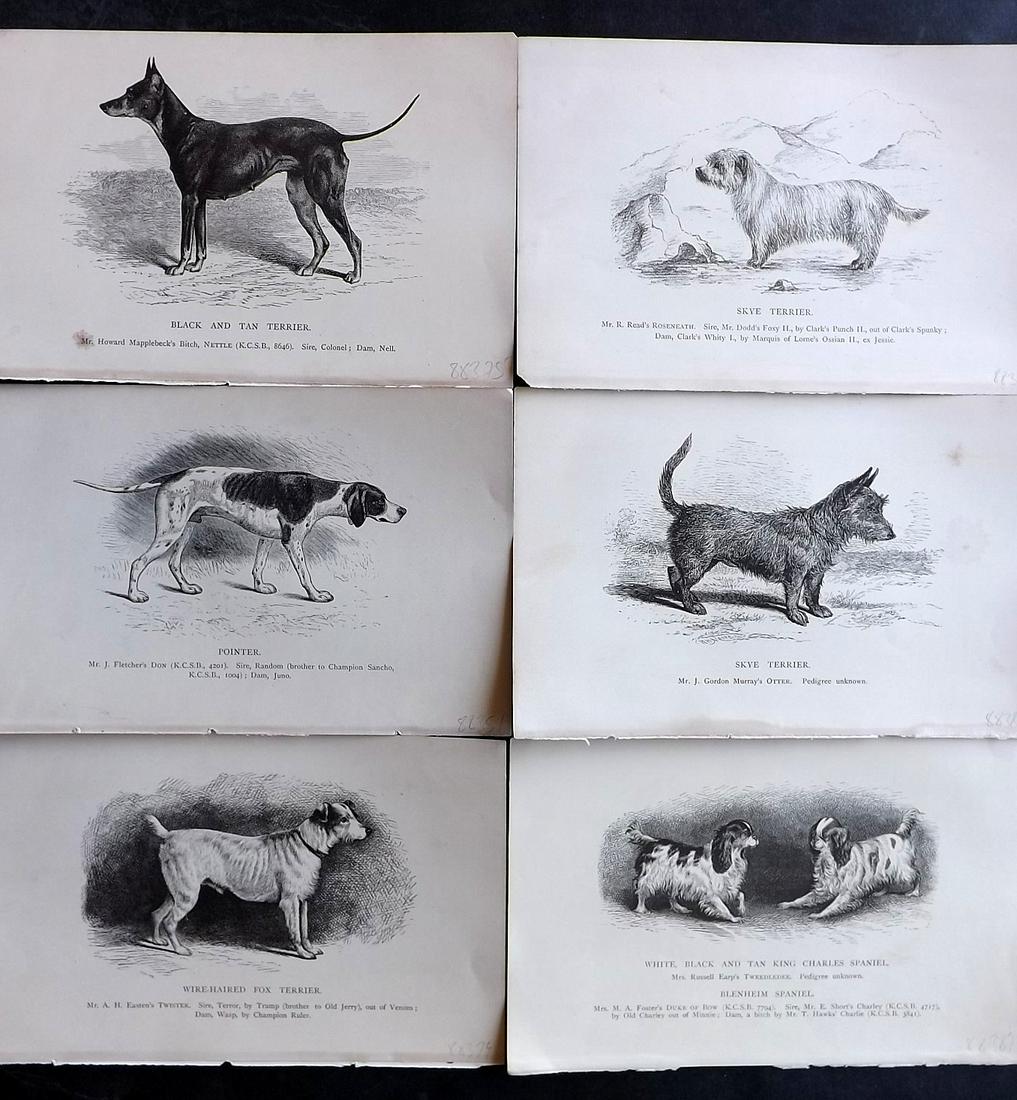 Dalziel, Hugh 1880's Lot of 6 Antique Dog Prints: Wood Engravings (Reverse side blank) Published 1880's, London for "British Dogs..." by Hugh Dalziel. Reverse side blank. Paper Size: 8 x 5 inch (21 x 13cm) Most with minor toning, otherwise Good Condi