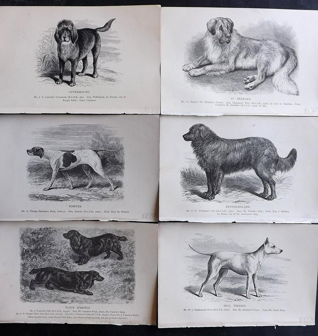 Dalziel, Hugh 1880's Lot of 6 Antique Dog Prints: Wood Engravings (Reverse side blank) Published 1880's, London for "British Dogs..." by Hugh Dalziel. Reverse side blank. Paper Size: 8 x 5 inch (21 x 13cm) Most with minor toning, otherwise Good Condi
