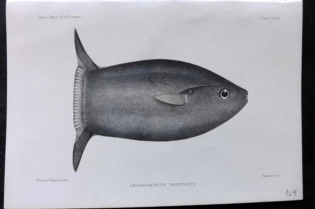 Day, Francis 1884 Hand Col Fish Print. Sunfish (1 of 2)