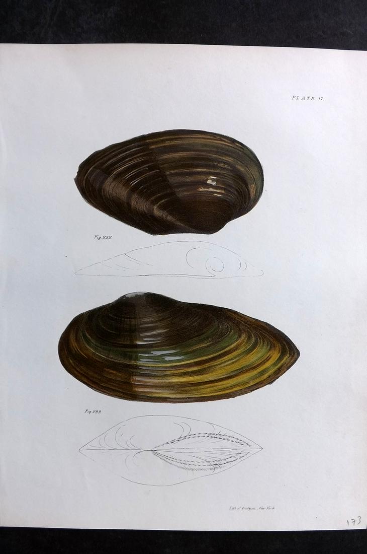 de Kay, James 1843 Antique Hand Col Shell Print 17 (1 of 2)
