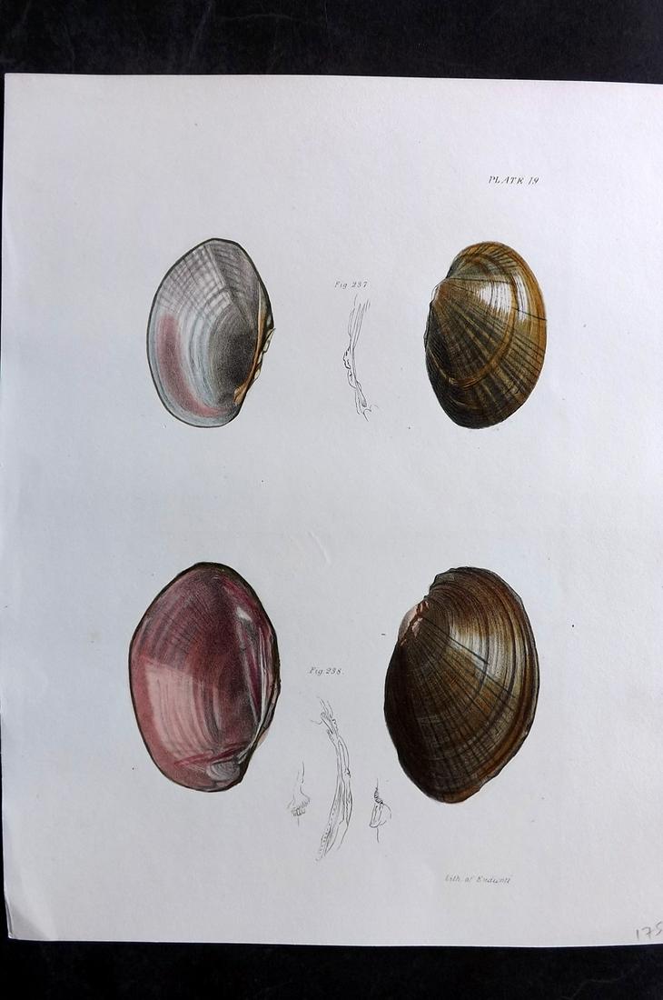 de Kay, James 1843 Antique Hand Col Shell Print 19 (1 of 2)