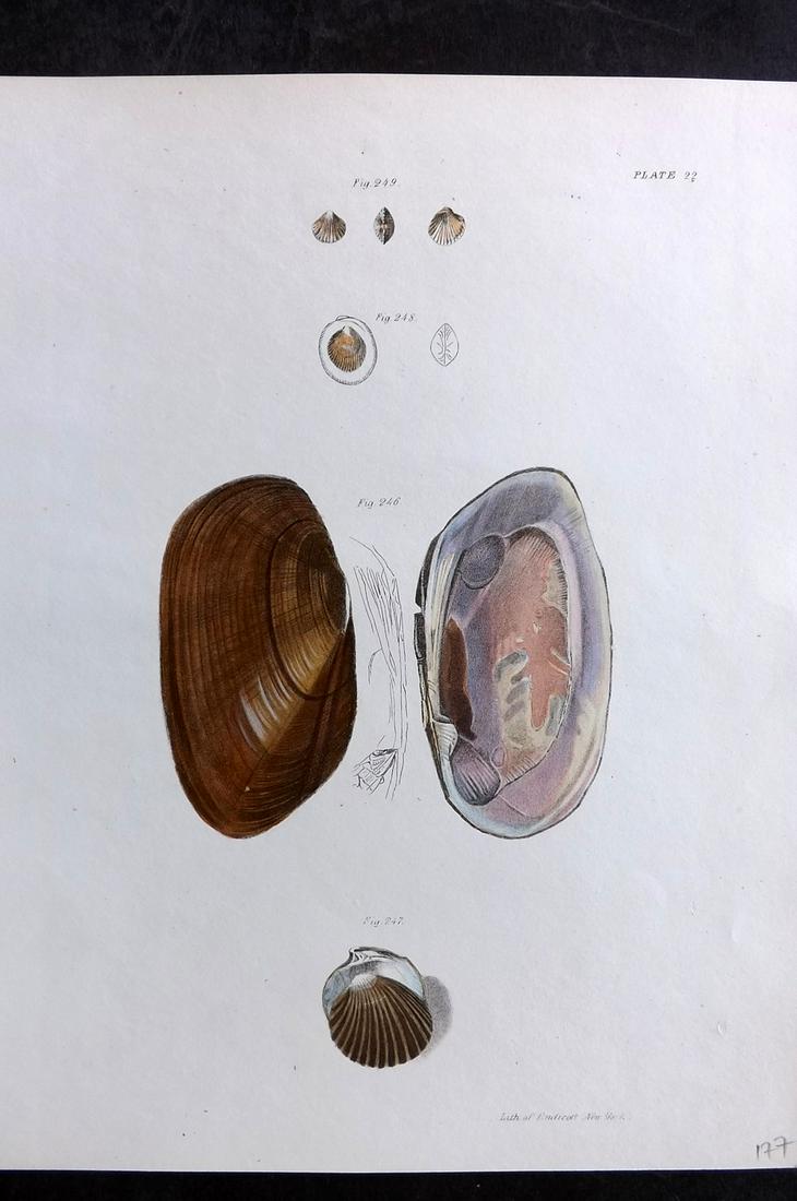 de Kay, James 1843 Antique Hand Col Shell Print 22 (1 of 2)