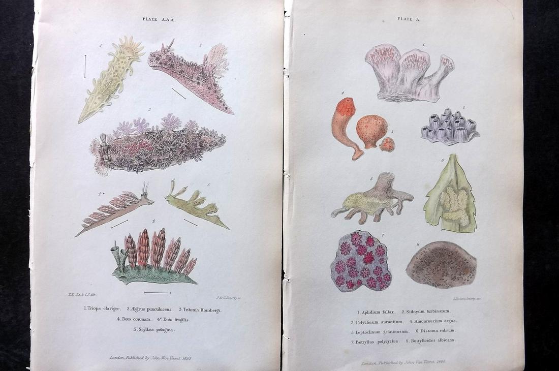 Forbes, Edward 1853 Pair of Antique Hand Col Sea Life Prints (1 of 2)