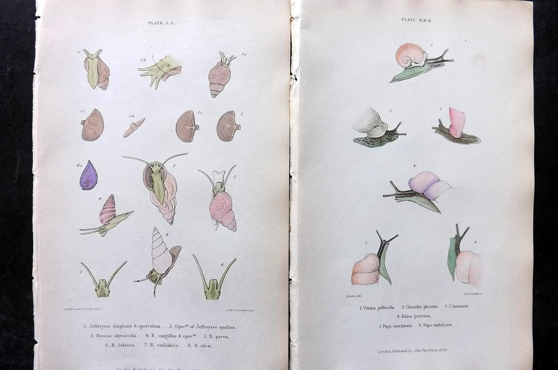 Forbes, Edward 1853 Pair of Antique Hand Col Shell Prints (1 of 2)