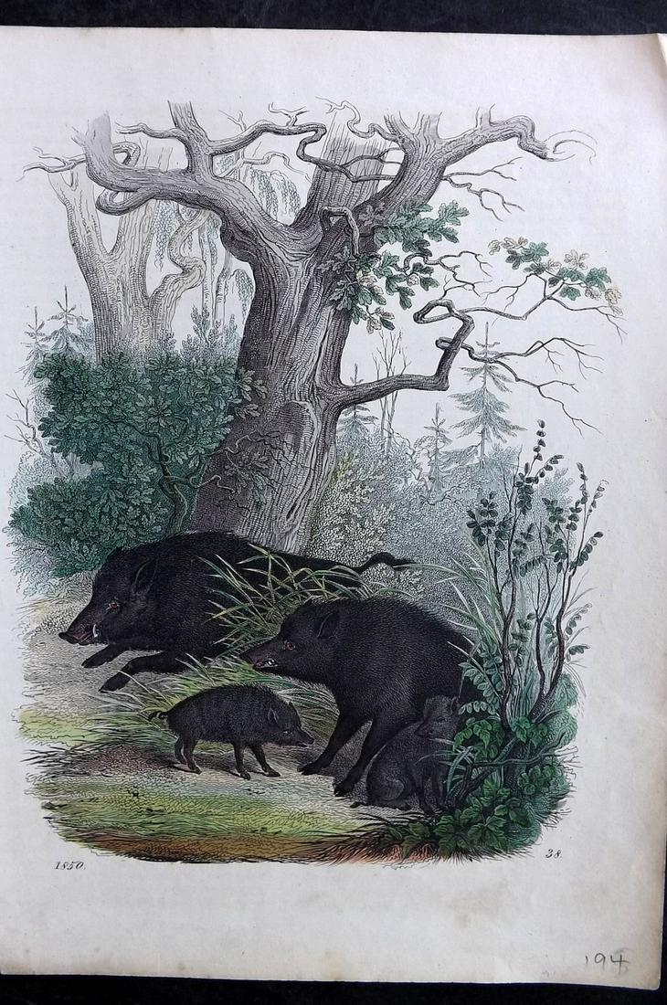 Hoffmann, Carl 1850 Hand Col Print. Boar Hogs (1 of 2)