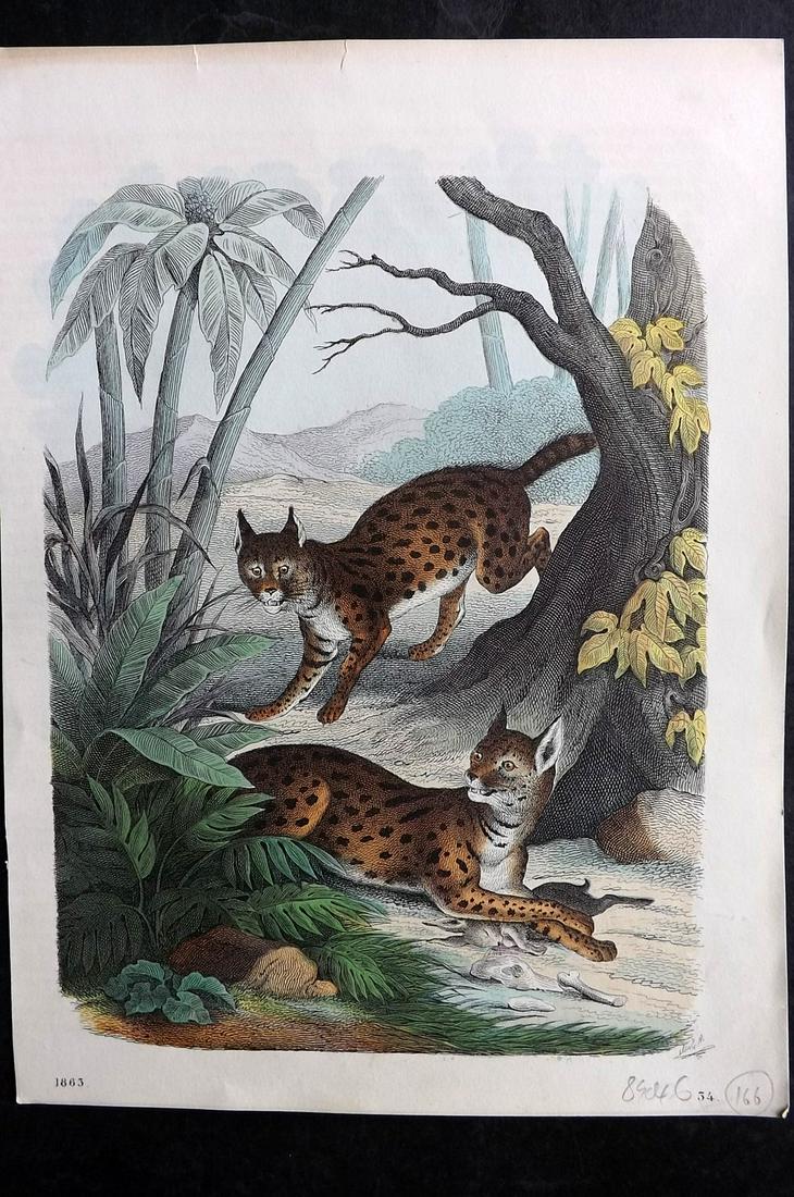 Hoffmann, Carl 1863 Hand Col Print. Serval 34 (1 of 2)