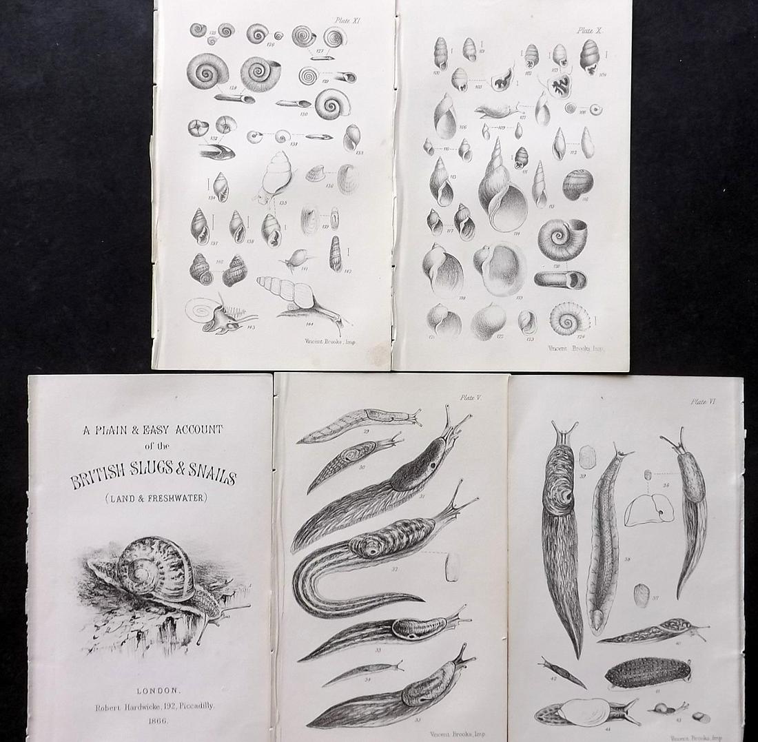 Tate, Ralph 1866 Lot of 5 Antique Shell & Sea Life Prints (1 of 2)