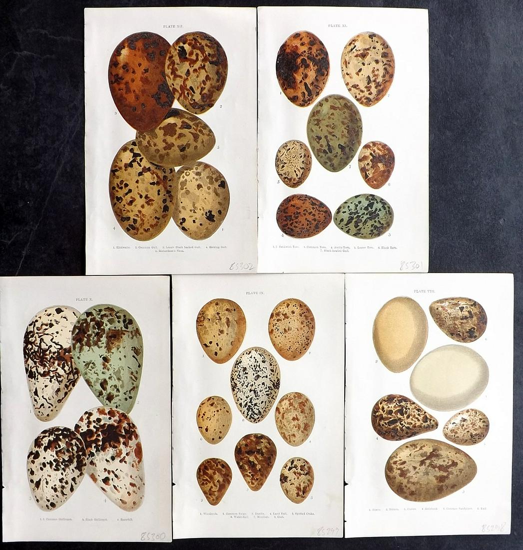 Atkinson, Canon 1898 Lot of 5 Antique Bird Egg Prints: Colour Printed Woodblock Published 1898, London for "British Birds' Eggs and Nests Popularly Described" by The Rev. Canon Atkinson. Paper Size: 7 x 5 inch (18 x 12cm) Good Condition