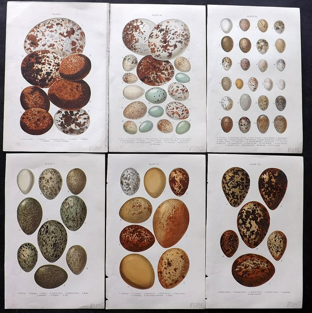 Atkinson, Canon 1898 Lot of 6 Antique Bird Egg Prints: Colour Printed Woodblock Published 1898, London for "British Birds' Eggs and Nests Popularly Described" by The Rev. Canon Atkinson. Paper Size: 7 x 5 inch (18 x 12cm) Good Condition