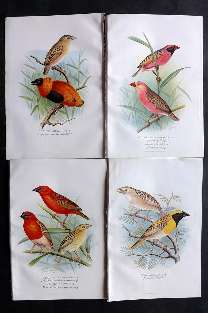 Frohawk, F. W. & Butler, Arthur 1899 Lot of 4 Bird Prints (1 of 2)