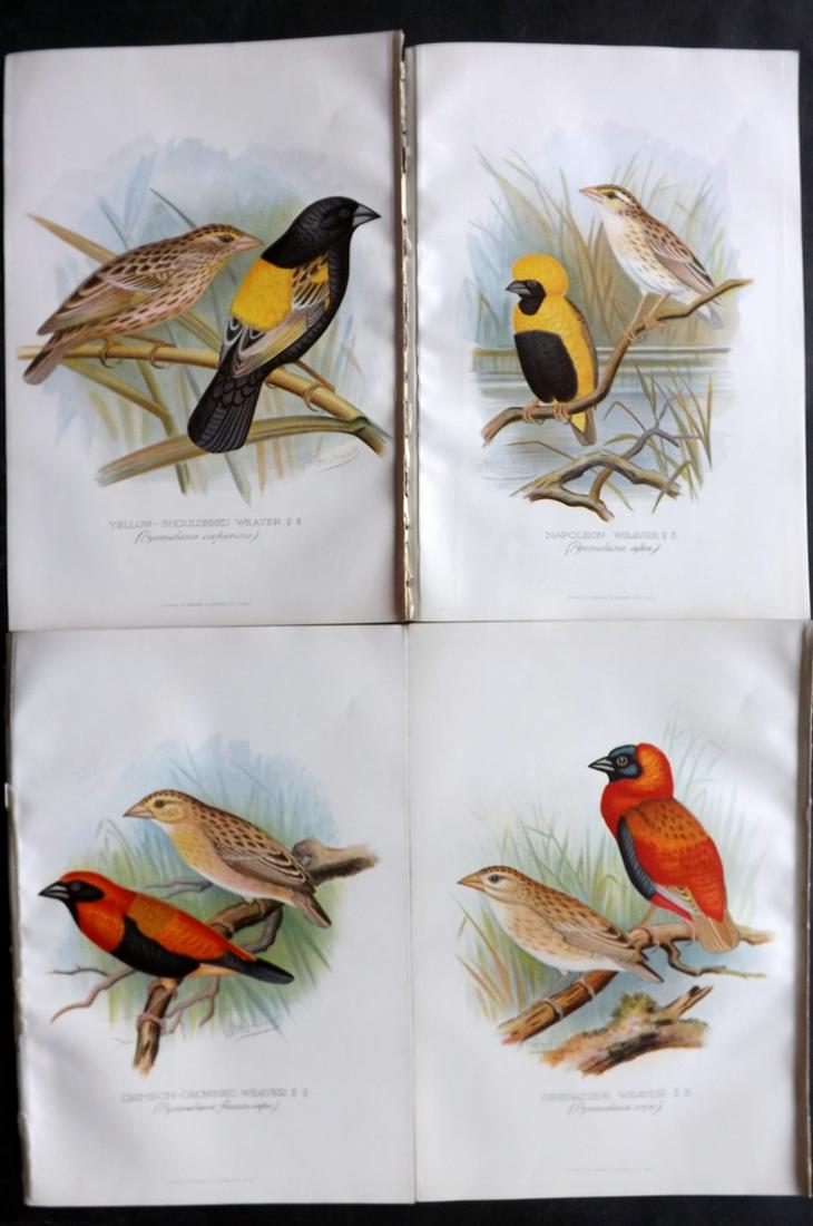 Frohawk, F. W. & Butler, Arthur 1899 Lot of 4 Bird Prints (1 of 2)
