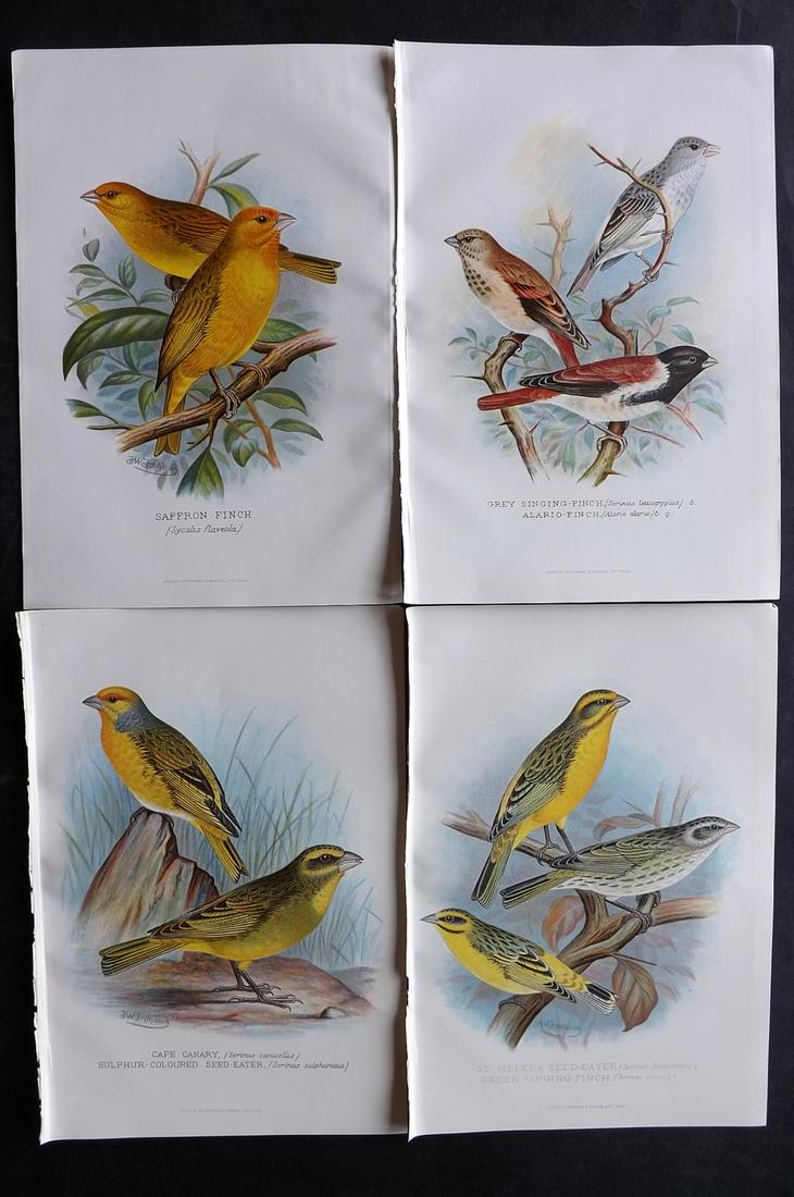 Frohawk, F. W. & Butler, Arthur 1899 Lot of 4 Bird Prints: Chromolithographs Published 1899, Hull and London for "Foreign Finches in Captivity" by Arthur G. Butler. Illustrated by F. W. Frohawk. Paper Size: 10.5 x 7 inch (27 x 18cm) Good condition