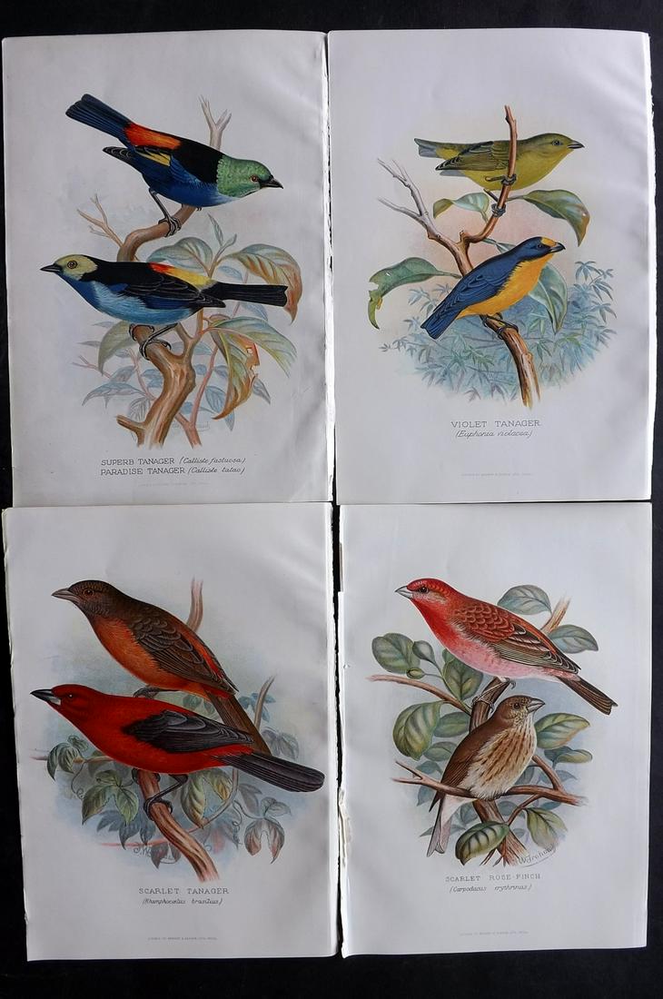 Frohawk, F. W. & Butler, Arthur 1899 Lot of 4 Bird Prints: Chromolithographs Published 1899, Hull and London for "Foreign Finches in Captivity" by Arthur G. Butler. Illustrated by F. W. Frohawk. Paper Size: 10.5 x 7 inch (27 x 18cm) Good condition