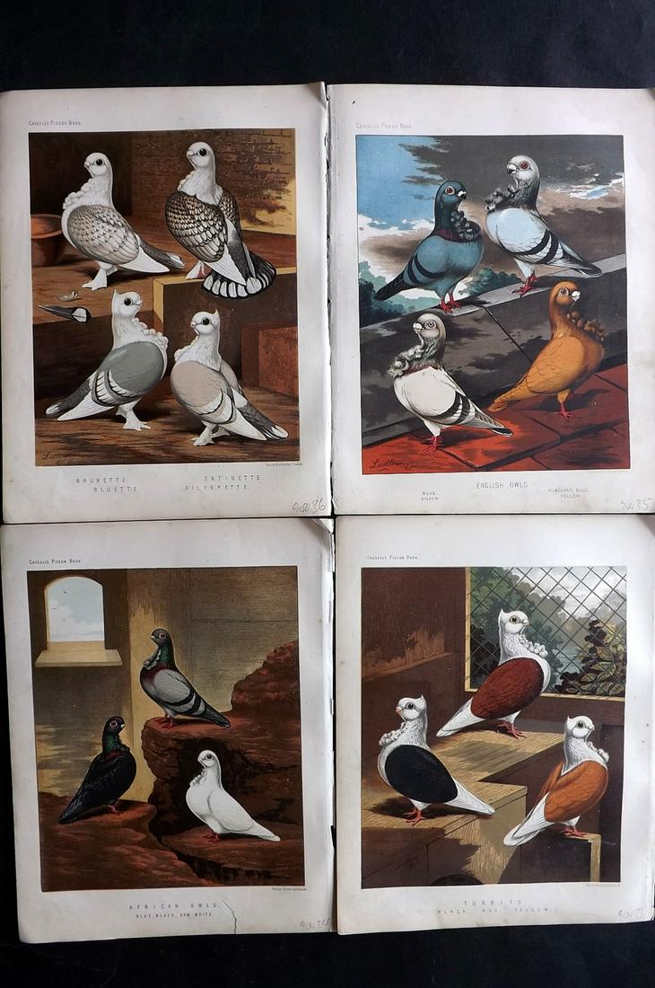 Fulton, Robert 1878 Lot of 4 Antique Bird Prints. Pigeons: Chromolithographs Published 1876-78 by Cassell & Company, London for "The Illustrated Book of Pigeons" by Robert Fulton. Illustrated by J. W. Ludlow. Paper Size: 10.5 x 8 inch (27 x 21cm) Good Conditi