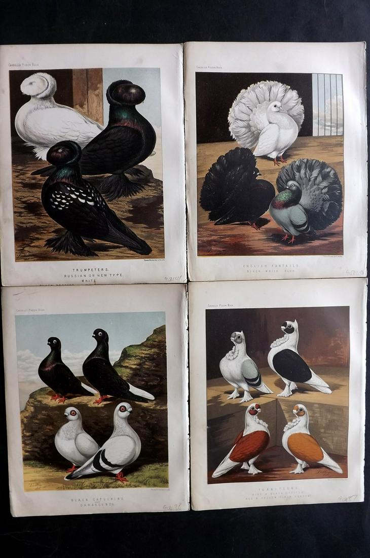 Fulton, Robert 1878 Lot of 4 Antique Bird Prints. Pigeons: Chromolithographs Published 1876-78 by Cassell & Company, London for "The Illustrated Book of Pigeons" by Robert Fulton. Illustrated by J. W. Ludlow. Paper Size: 10.5 x 8 inch (27 x 21cm) Good Conditi