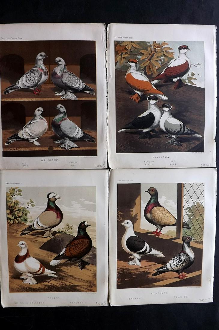 Fulton, Robert 1878 Lot of 4 Antique Bird Prints. Pigeons: Chromolithographs Published 1876-78 by Cassell & Company, London for "The Illustrated Book of Pigeons" by Robert Fulton. Illustrated by J. W. Ludlow. Paper Size: 10.5 x 8 inch (27 x 21cm) Good Conditi
