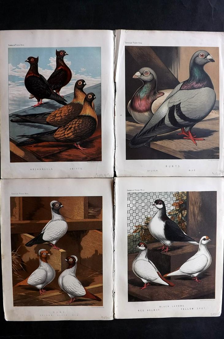 Fulton, Robert 1878 Lot of 4 Antique Bird Prints. Pigeons: Chromolithographs Published 1876-78 by Cassell & Company, London for "The Illustrated Book of Pigeons" by Robert Fulton. Illustrated by J. W. Ludlow. Paper Size: 10.5 x 8 inch (27 x 21cm) Good Conditi