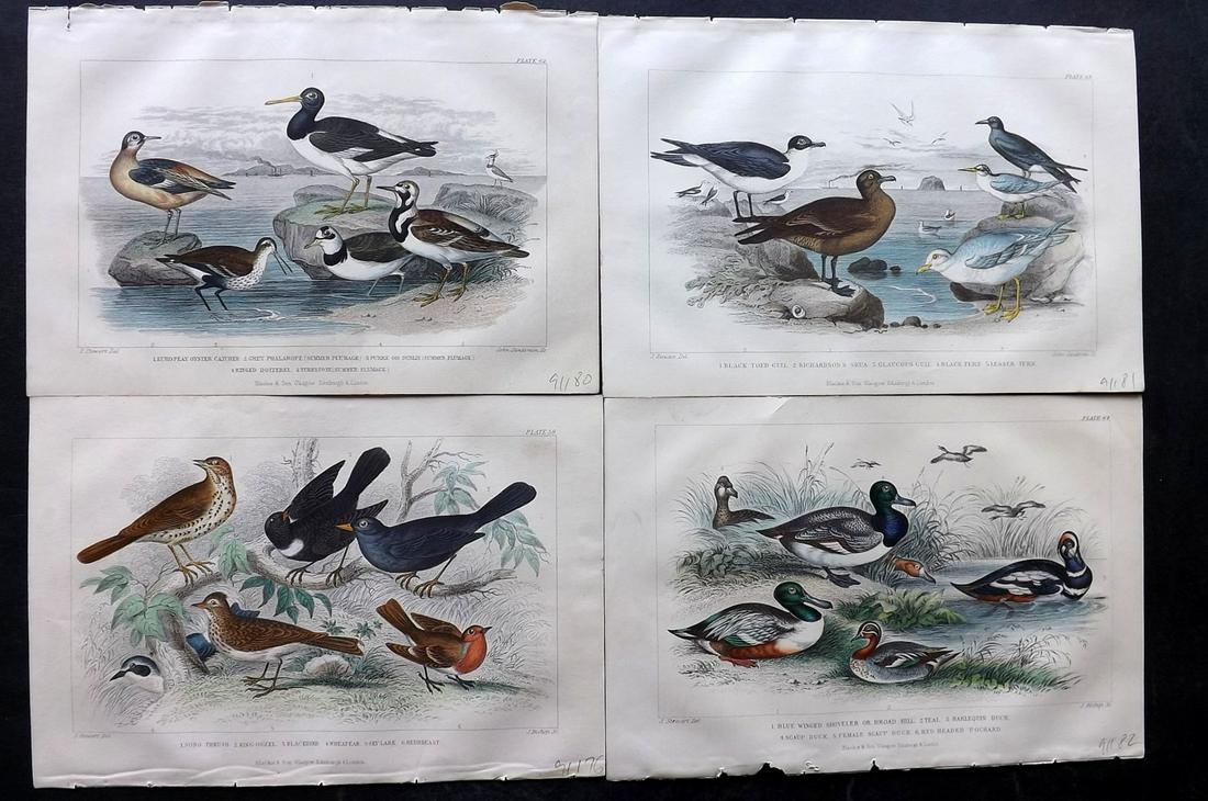 Goldsmith, Oliver 1866 Lot of 4 Hand Col Bird Prints (1 of 2)