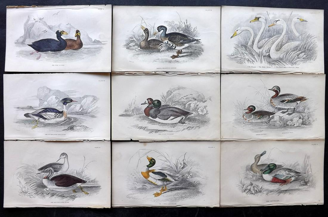 Jardine, William C1870 Lot of 9 Hand Col Bird Prints (1 of 2)