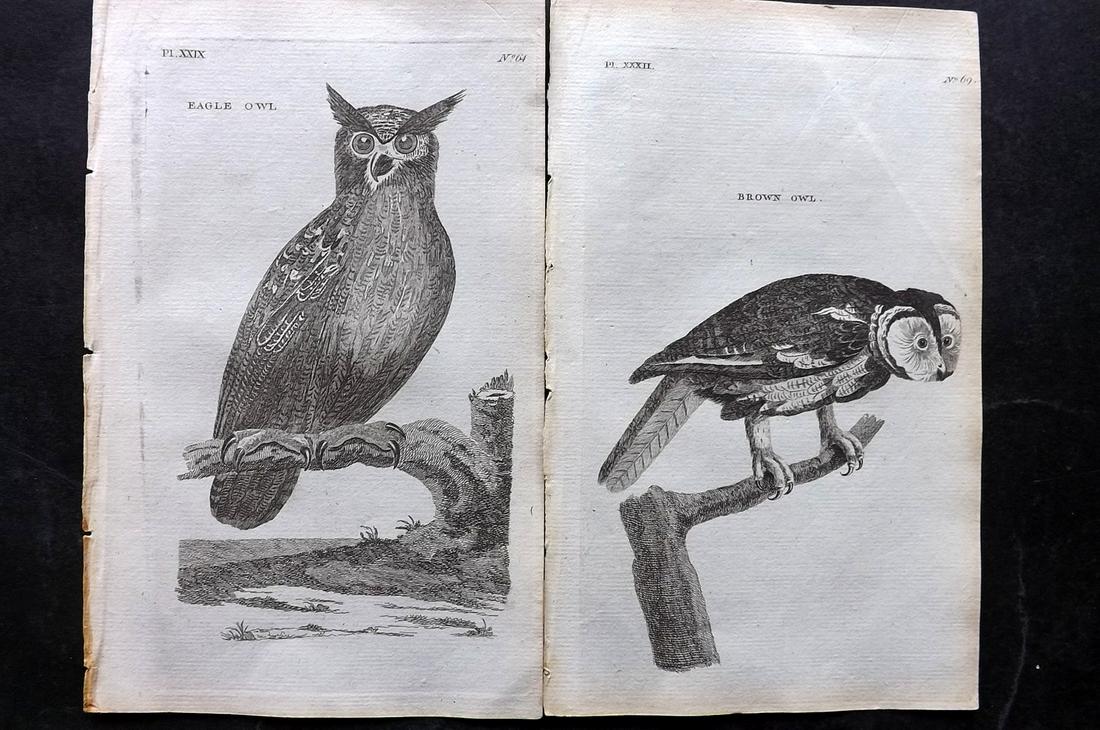 Pennant, Thomas 1776 Pair of Antique Bird Prints. Owls (1 of 2)