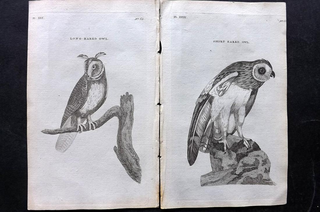 Pennant, Thomas 1776 Pair of Antique Bird Prints. Owls (1 of 2)