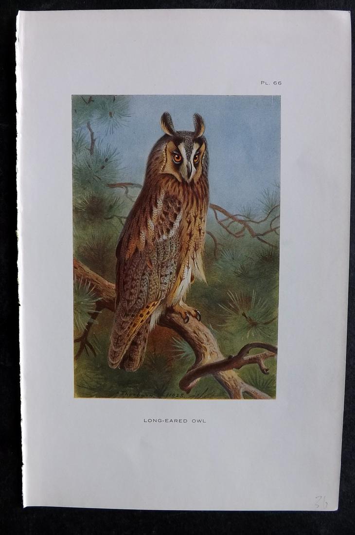 Thorburn, Archibald 1926 Vintage Bird Print. Long Eared Owl (1 of 2)