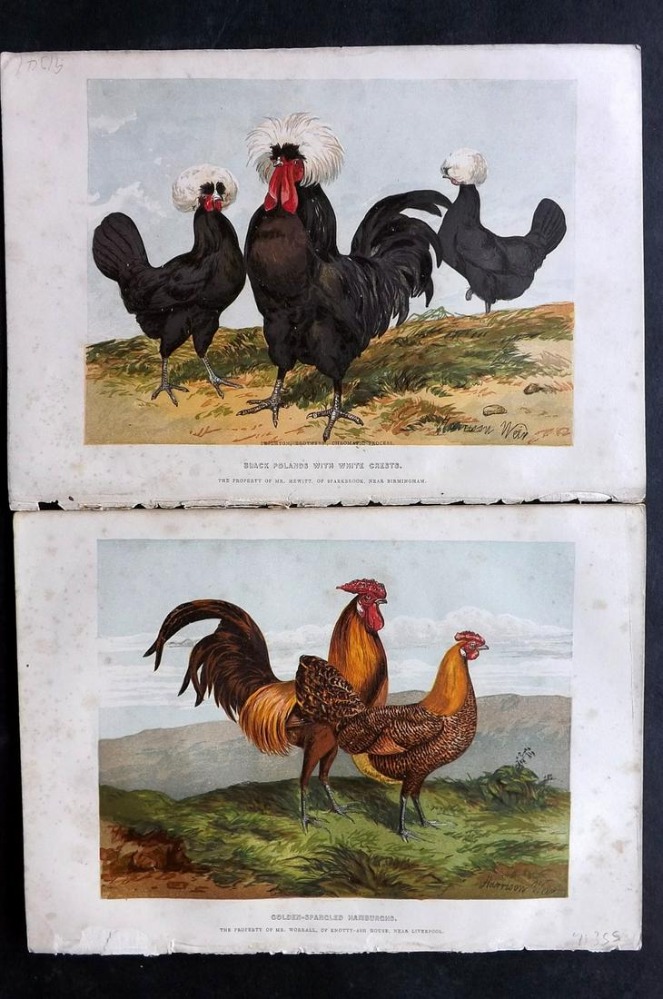 Weir, Harrison 1853 Pair of Bird Prints. Poultry (1 of 2)