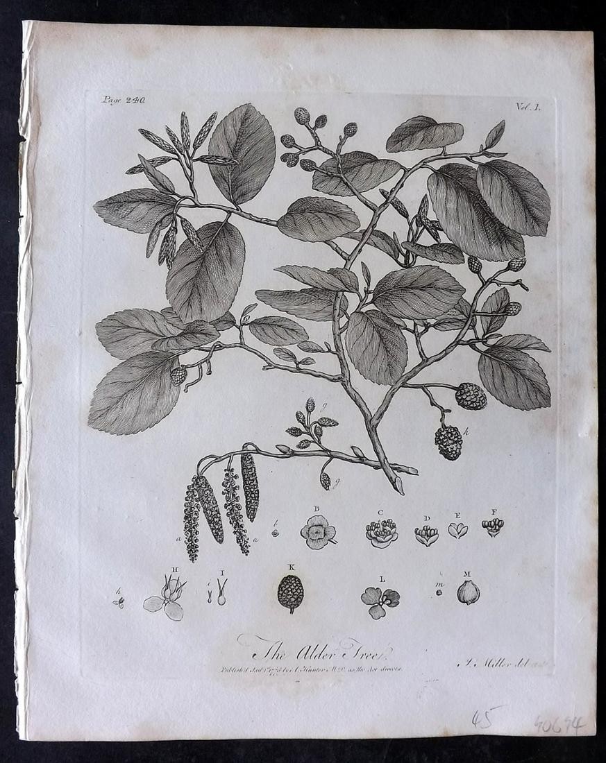 Evelyn, John 1812 Botanical Print. Alder Tree: Copper Plate Published 1812, London & York for "Silva: Or, A Discourse of Forest-Trees..." by John Evelyn. Drawn & Engraved by John Miller. Paper Size: 11.5 x 9 inch (29 x 23cm) Minor toning, otherwis