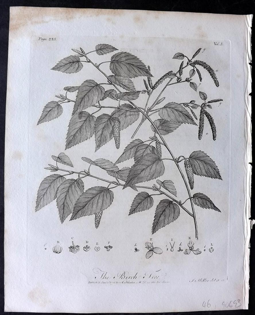 Evelyn, John 1812 Botanical Print. Birch Tree: Copper Plate Published 1812, London & York for "Silva: Or, A Discourse of Forest-Trees..." by John Evelyn. Drawn & Engraved by John Miller. Paper Size: 11.5 x 9 inch (29 x 23cm) Minor toning, otherwis
