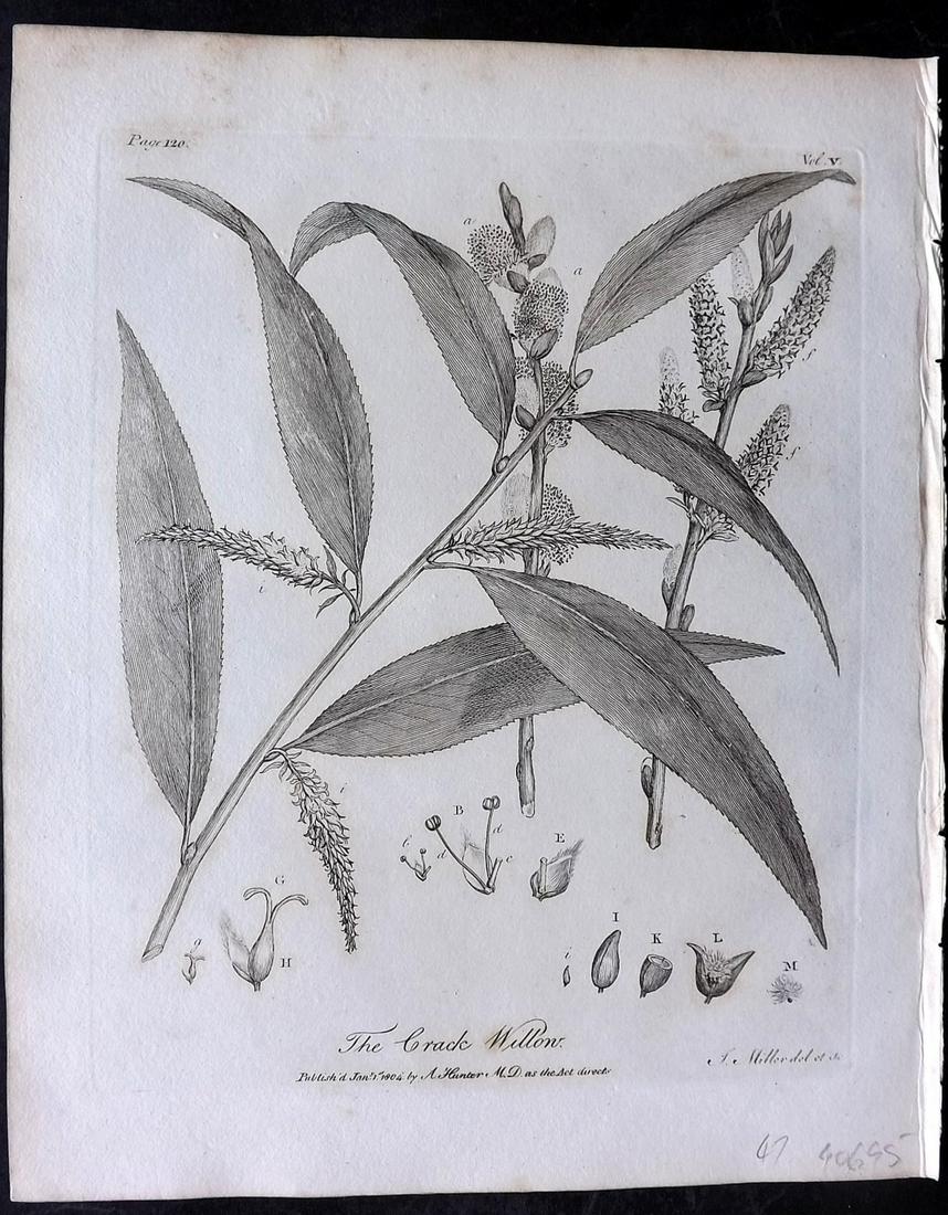 Evelyn, John 1812 Botanical Print. Crack Willow: Copper Plate Published 1812, London & York for "Silva: Or, A Discourse of Forest-Trees..." by John Evelyn. Drawn & Engraved by John Miller. Paper Size: 11.5 x 9 inch (29 x 23cm) Minor toning, otherwis