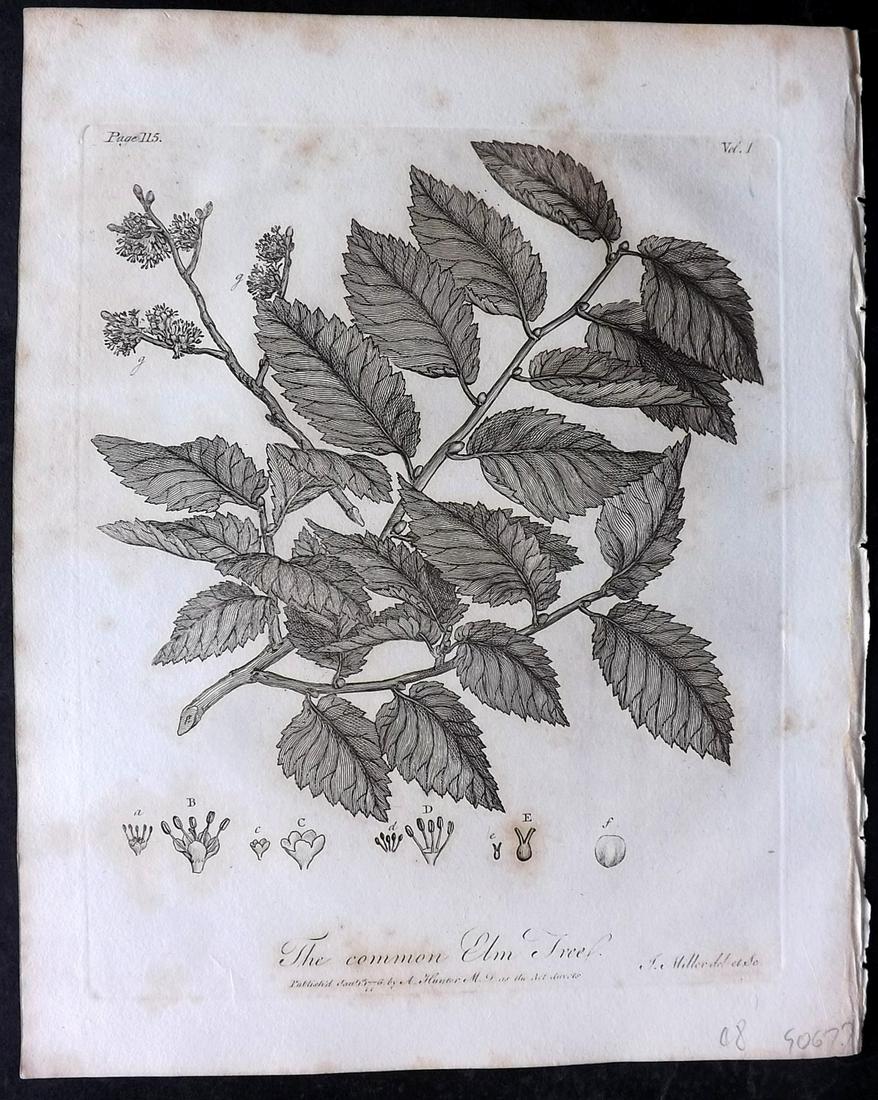 Evelyn, John 1812 Botanical Print. Elm Tree: Copper Plate Published 1812, London & York for "Silva: Or, A Discourse of Forest-Trees..." by John Evelyn. Drawn & Engraved by John Miller. Paper Size: 11.5 x 9 inch (29 x 23cm) Minor toning, otherwis