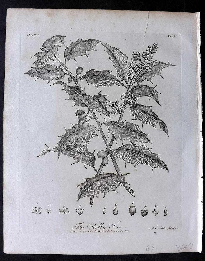 Evelyn, John 1812 Botanical Print. Holly Tree: Copper Plate Published 1812, London & York for "Silva: Or, A Discourse of Forest-Trees..." by John Evelyn. Drawn & Engraved by John Miller. Paper Size: 11.5 x 9 inch (29 x 23cm) Minor toning, otherwis
