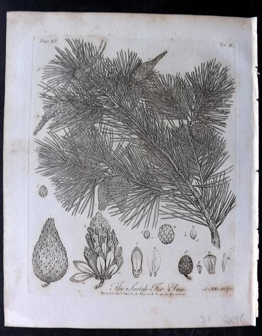 Evelyn, John 1812 Botanical Print. Scotch Fir Tree: Copper Plate Published 1812, London & York for "Silva: Or, A Discourse of Forest-Trees..." by John Evelyn. Drawn & Engraved by John Miller. Paper Size: 11.5 x 9 inch (29 x 23cm) Minor toning, otherwis