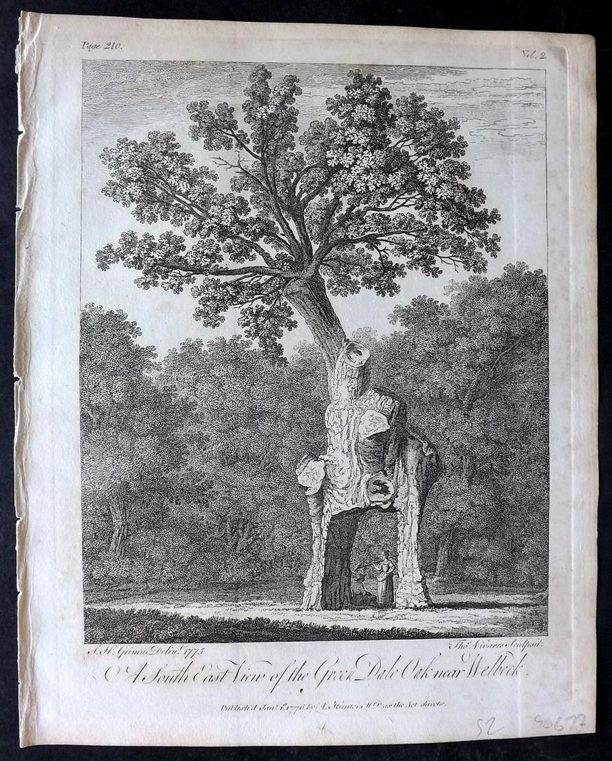 Evelyn, John 1812 Botanical Print. SE View of Green Dale Oak nr Welbeck (1 of 1)