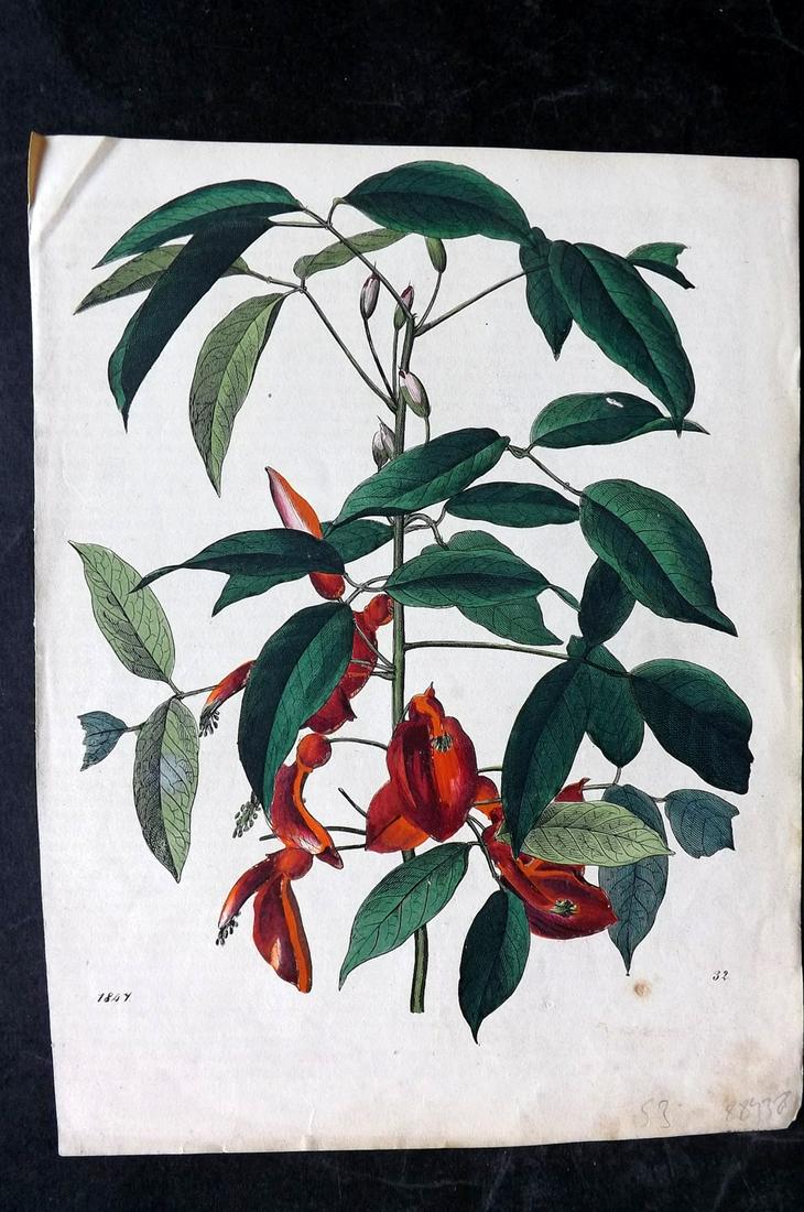 Hoffmann, Carl 1847 Hand Col Botanical Print. Erythrina 32: Hand Colored Lithograph Published 1842-80, Stuttgart for "Das Buch der Welt" by Carl Hoffmann. Paper Size: 9.5 x 7 inch (25 x 18cm) Approx. Good Condition overall