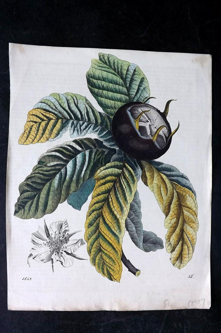 Hoffmann, Carl 1847 Hand Col Botanical Print. Mespilus Medlar 35: Hand Colored Lithograph Published 1842-80, Stuttgart for "Das Buch der Welt" by Carl Hoffmann. Paper Size: 9.5 x 7 inch (25 x 18cm) Approx. Good Condition overall