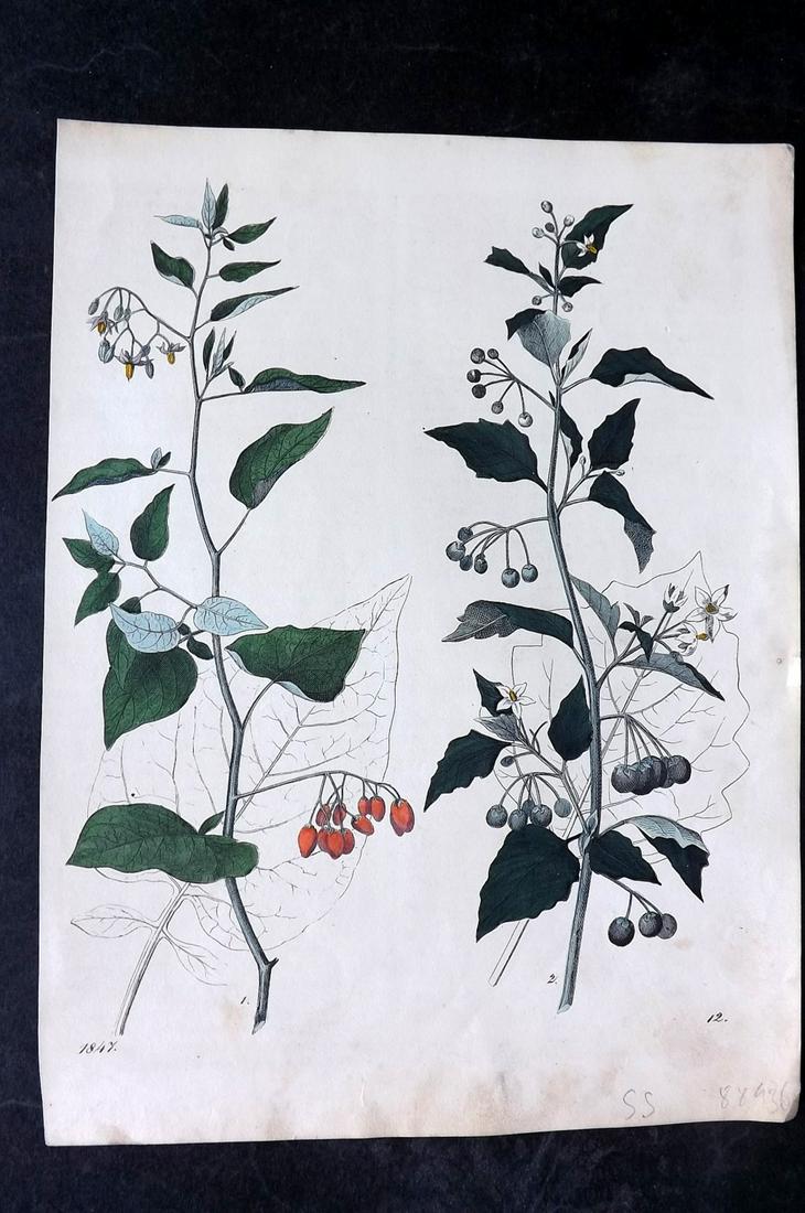 Hoffmann, Carl 1847 Hand Col Botanical Print. Nightshades 12: Hand Colored Lithograph Published 1842-80, Stuttgart for "Das Buch der Welt" by Carl Hoffmann. Paper Size: 9.5 x 7 inch (25 x 18cm) Approx. Good Condition overall