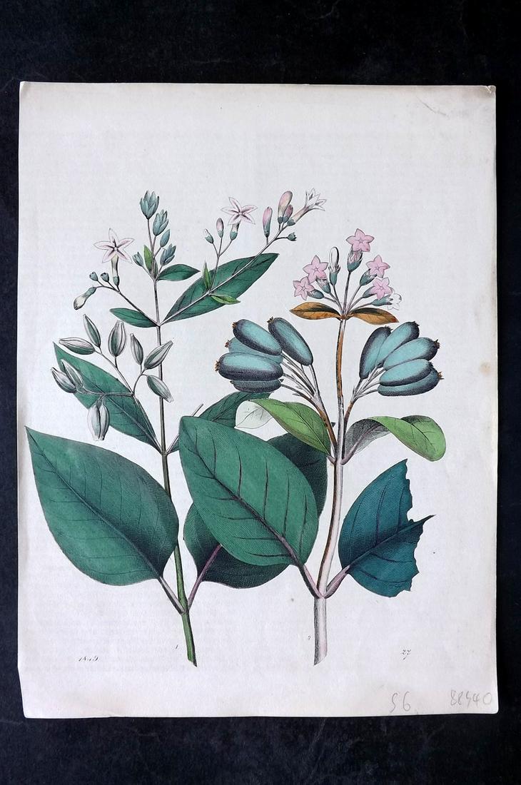 Hoffmann, Carl 1849 Hand Col Botanical Print. Cinchona 27 (1 of 2)