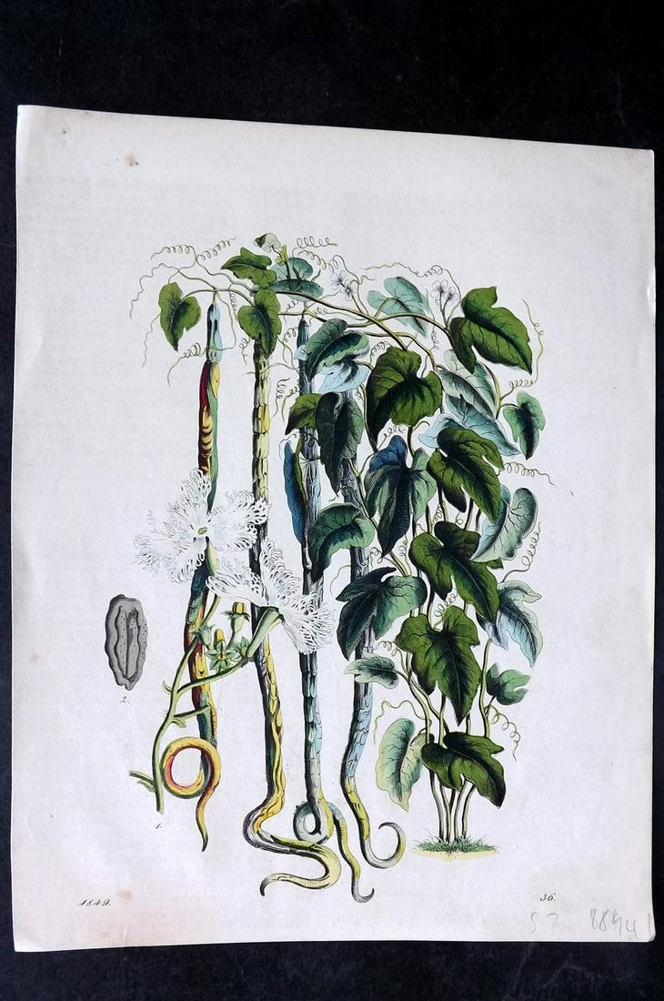 Hoffmann, Carl 1849 Hand Col Botanical Print. Trichosanthes 36 (1 of 2)