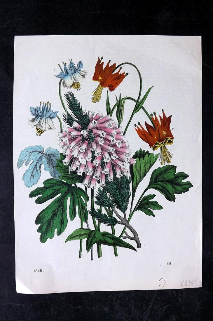 Hoffmann, Carl 1858 Hand Col Botanical Print. Erica & Aquilegia 48: Hand Colored Lithograph Published 1842-80, Stuttgart for "Das Buch der Welt" by Carl Hoffmann. Paper Size: 9.5 x 7 inch (25 x 18cm) Approx. Good Condition overall
