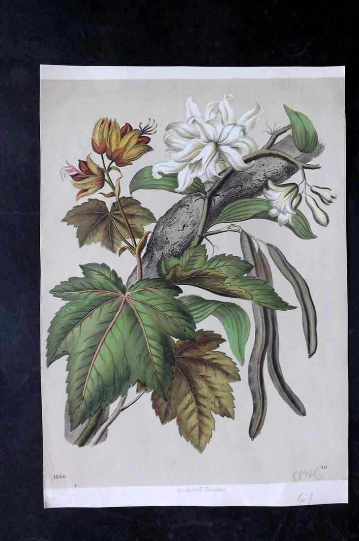 Hoffmann, Carl 1866 Hand Col Botanical Print. Vanilla Tree 40 (1 of 2)